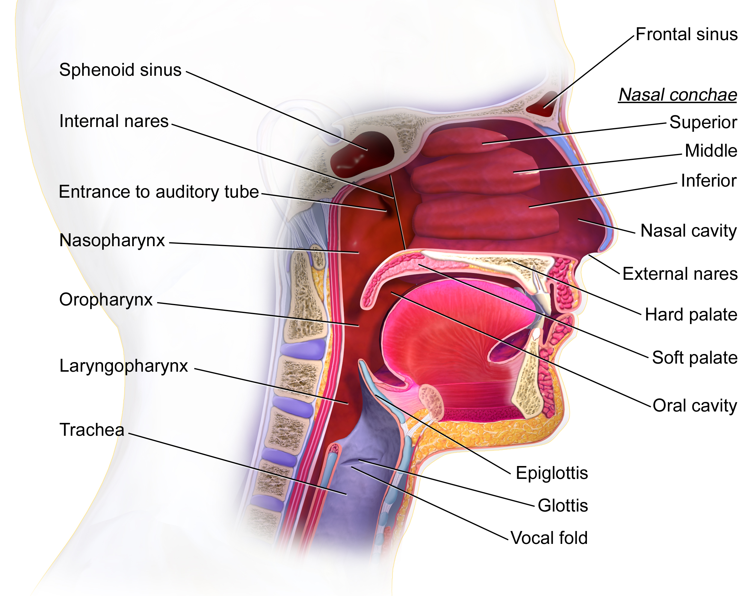 Esophageal cancer